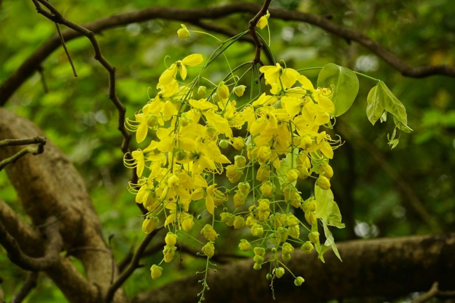 Plant grouping principles demonstrated in a lecture visual