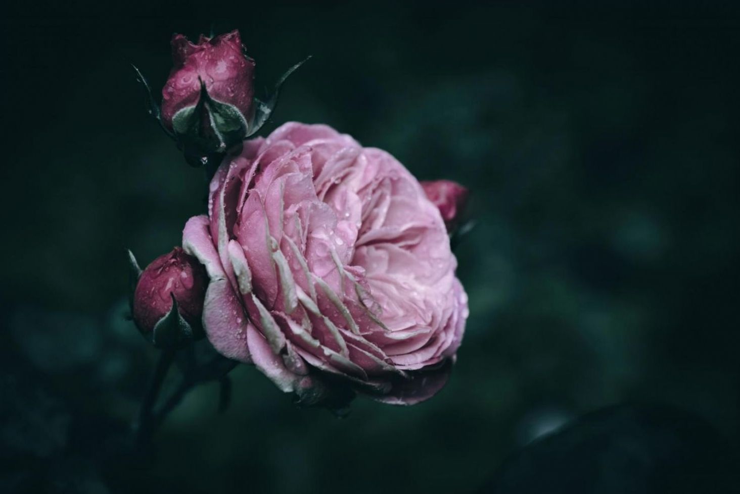 Seasonal care adjustments for indoor plants